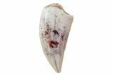 Serrated, Raptor Tooth - Morocco #72663-1